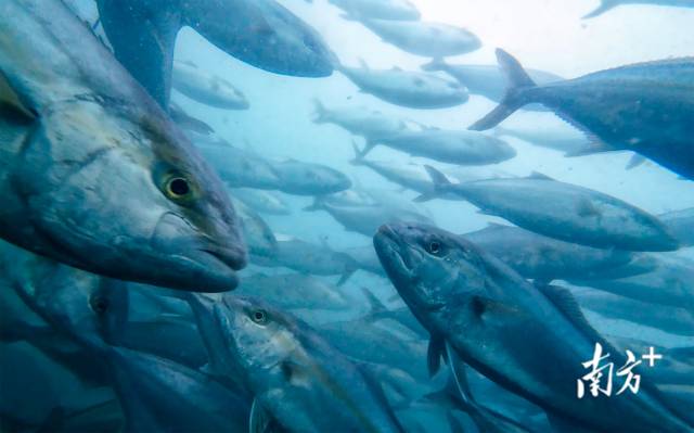 “格盛1号“里面养殖的章红鱼。 “格盛1号“里面养殖的章红鱼。