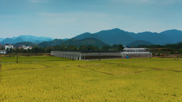 誠晟米業(yè)種植基地,。