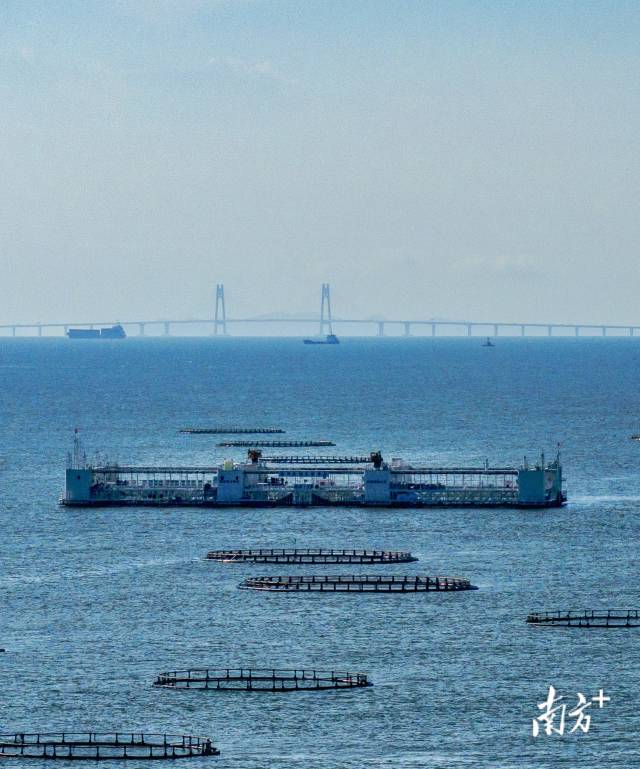 6月6日,珠海桂山岛海域,“格盛1号”附近分布着许多重力式网箱,工人们每天从平台上出发去重力式网箱上喂鱼,不远处是港珠澳大桥 。 6月6日,珠海桂山岛海域,“格盛1号”附近分布着许多重力式网箱,工人们每天从平台上出发去重力式网箱上喂鱼,不远处是港珠澳大桥 。