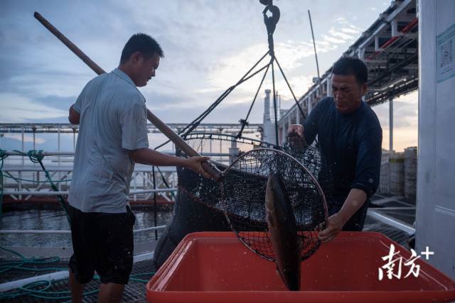 6月7日,刚抓上来的章红鱼活力十足。 6月7日,刚抓上来的章红鱼活力十足。
