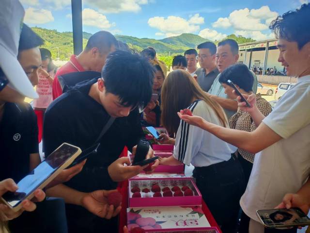 采购商抢“鲜”品尝“巨美人”。 采购商抢“鲜”品尝“巨美人”。