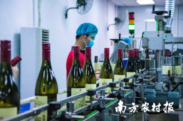 惠州荔枝酒加工生產(chǎn)線。
