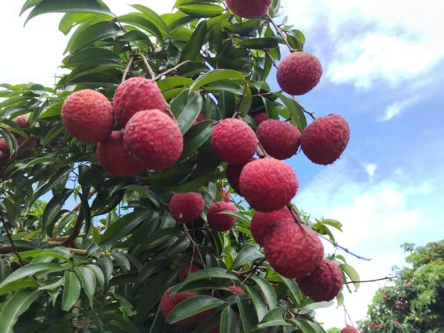 惠来县东埔农场产出荔枝。