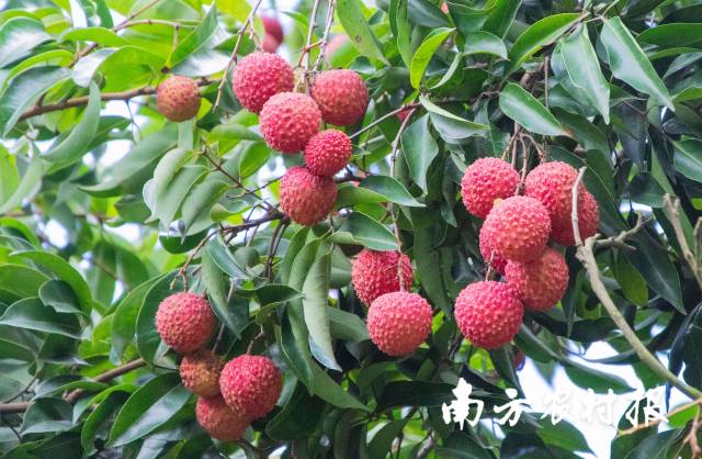惠州桂味荔枝,。