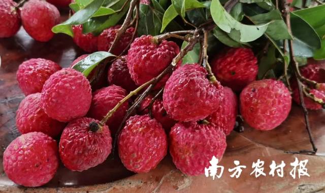 黎少镇丽芝村所产佳荔。