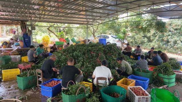 荔枝收购点正在分拣荔枝。 荔枝收购点正在分拣荔枝。