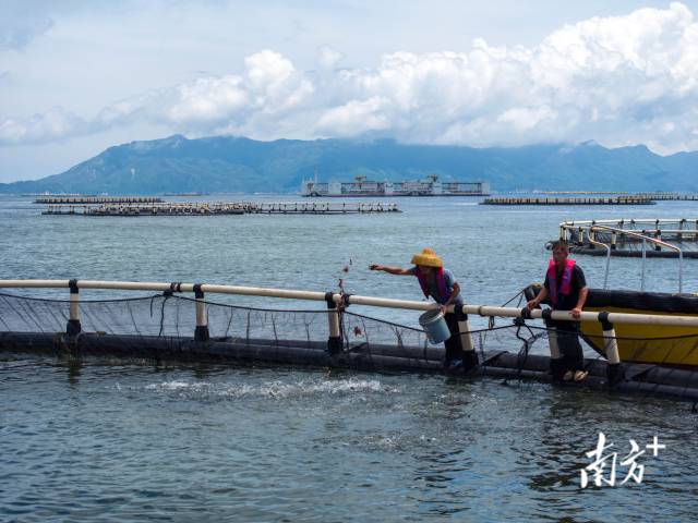 6月8日,叶悦和与同事们驾驶快艇到重力式网箱上喂章红鱼苗,不远处便是“格盛1号”。 6月8日,叶悦和与同事们驾驶快艇到重力式网箱上喂章红鱼苗,不远处便是“格盛1号”。