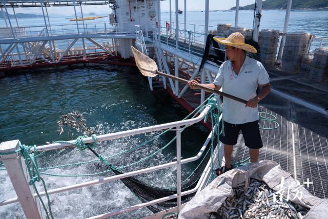 6月7日,陈军霖将小杂鱼投喂给网箱中的章红鱼,喂鱼是他的日常工作。 6月7日,陈军霖将小杂鱼投喂给网箱中的章红鱼,喂鱼是他的日常工作。