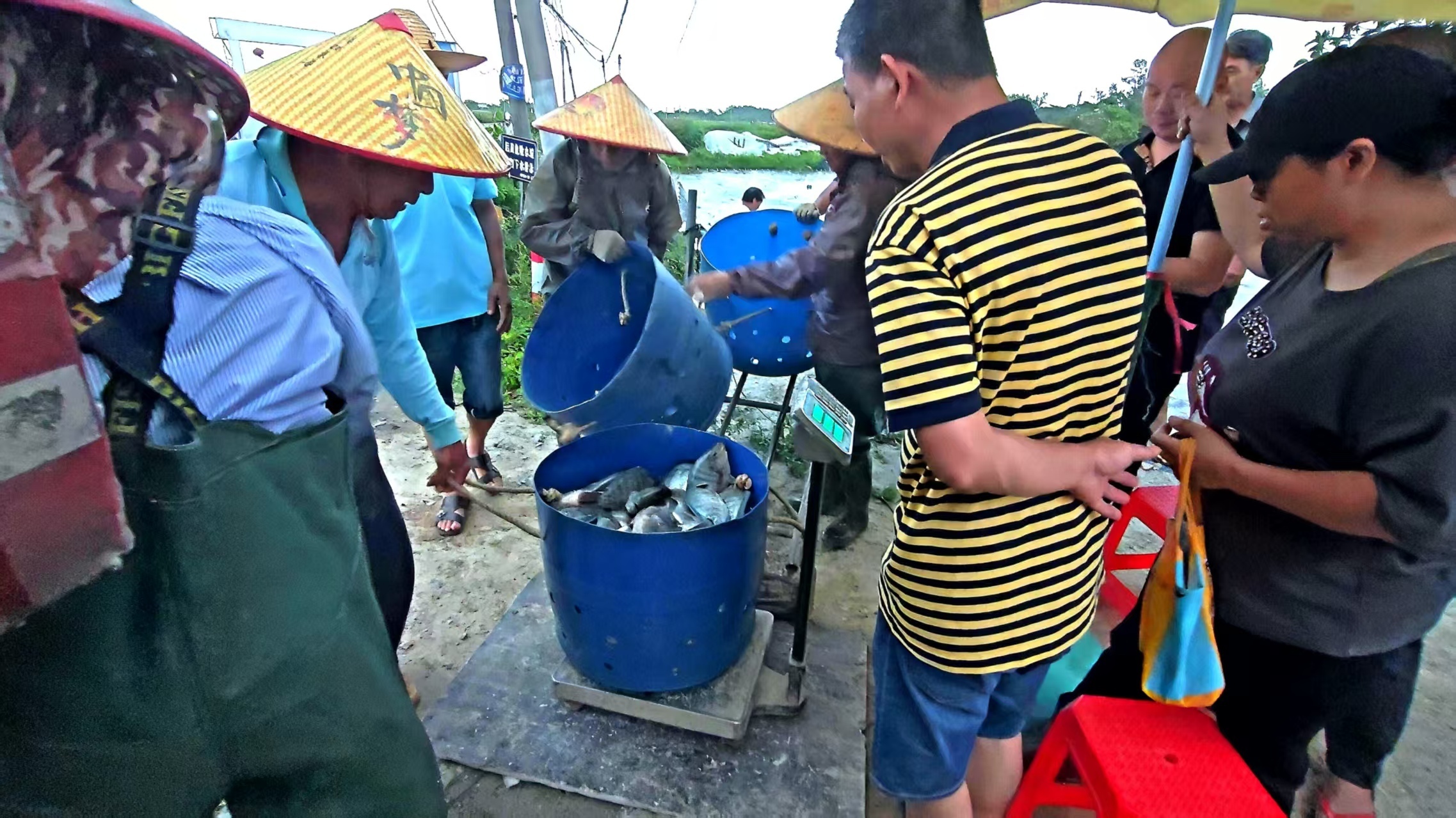 養殖戶為裝車前的羅非羅非魚稱重。 养殖户为装车前的茂名罗非鱼称重。