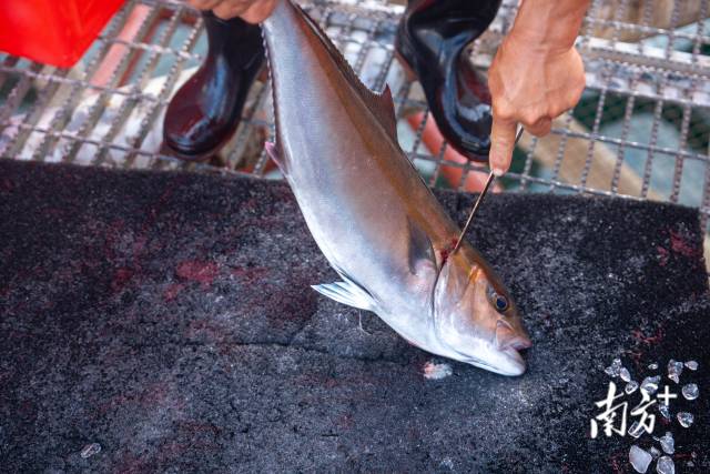 6月7日,工人将刚收上来的鱼宰杀放血。 6月7日,工人将刚收上来的鱼宰杀放血。