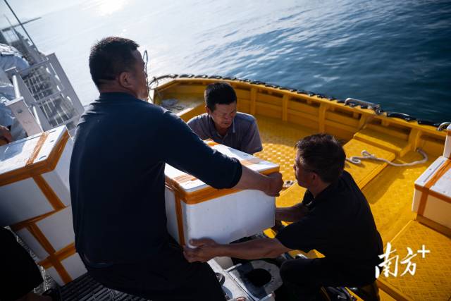 6月7日,叶悦和与同事们一起将打包好的章红鱼搬到船上,这一批鱼将被运送到广州和深圳。 6月7日,叶悦和与同事们一起将打包好的章红鱼搬到船上,这一批鱼将被运送到广州和深圳。