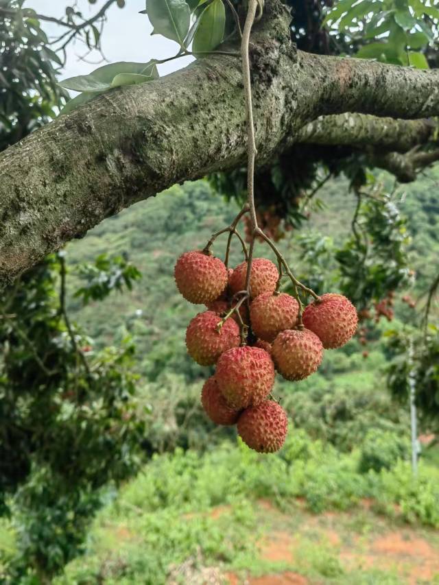 茂名荔枝销售进入倒计时,广东中晚熟荔枝大量上市