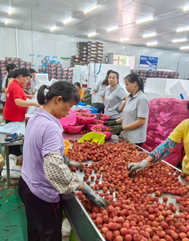 工人正在分拣桂味荔枝。