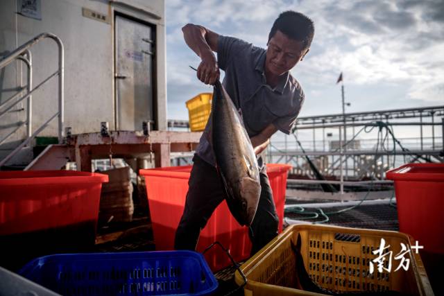 6月7日,叶悦和正分类打包章红鱼。 6月7日,叶悦和正分类打包章红鱼。