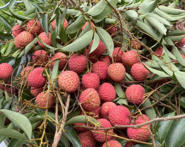 刚下树的桂味荔枝，品质好。