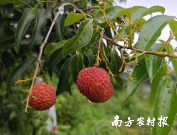 冊亨荔枝今年已有小部分掛果,。