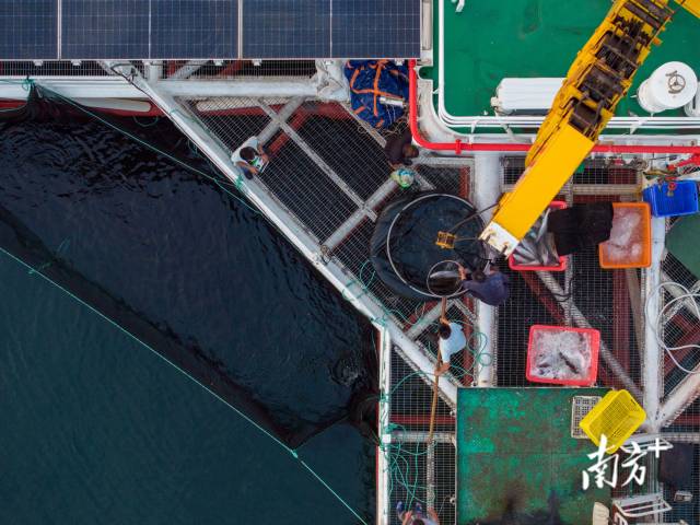 6月7日,清晨,平台上的工人们正在收鱼,黄锦尧操作吊机将抓获的章红鱼从网箱中吊运出来。 6月7日,清晨,平台上的工人们正在收鱼,黄锦尧操作吊机将抓获的章红鱼从网箱中吊运出来。