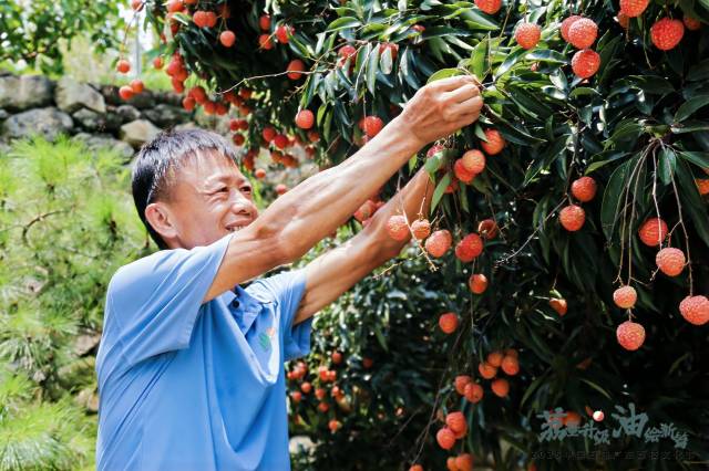 活动现场布置了荔枝品鉴区,及广东荔枝核心区增城荔枝采摘活动。 活动现场布置了荔枝品鉴区,及广东荔枝核心区增城荔枝采摘活动。