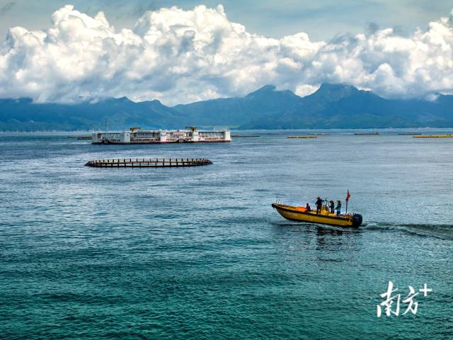 6月8日,工人们驾驶快艇从“格盛1号”到重力式网箱上喂鱼。 6月8日,工人们驾驶快艇从“格盛1号”到重力式网箱上喂鱼。