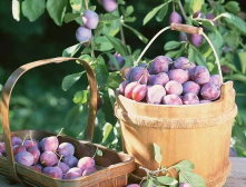 解锁夏日消暑“神器”！6月29日，来中博会邂逅疆味甜蜜