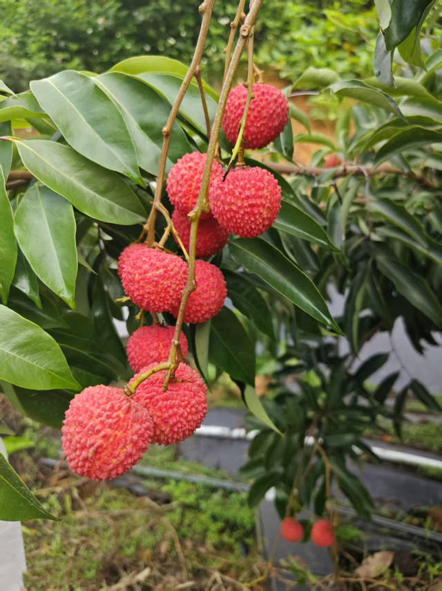 黔西南州冊亨縣種植的荔枝。