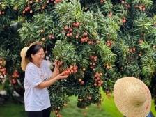 荔枝“大观园”蝶变！东莞这个原产唐夏红的果园美得像公园｜甜蜜一厦