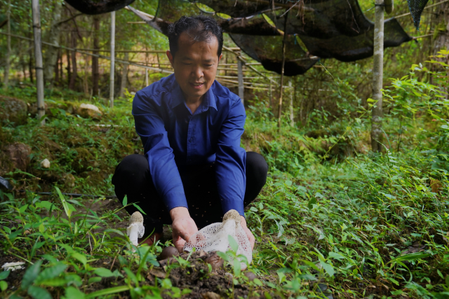 農(nóng)戶在林下仿野生種植竹蓀,、松茸等珍貴食用菌