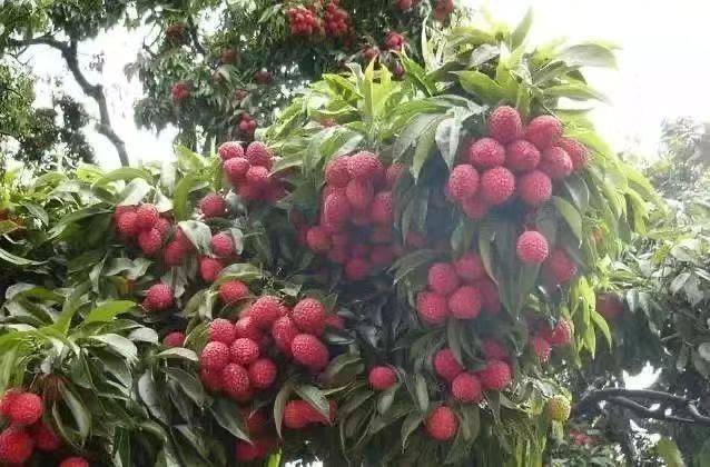  新興香荔，是云浮市新鄉(xiāng)縣特有的晚熟優(yōu)質荔枝品種,。