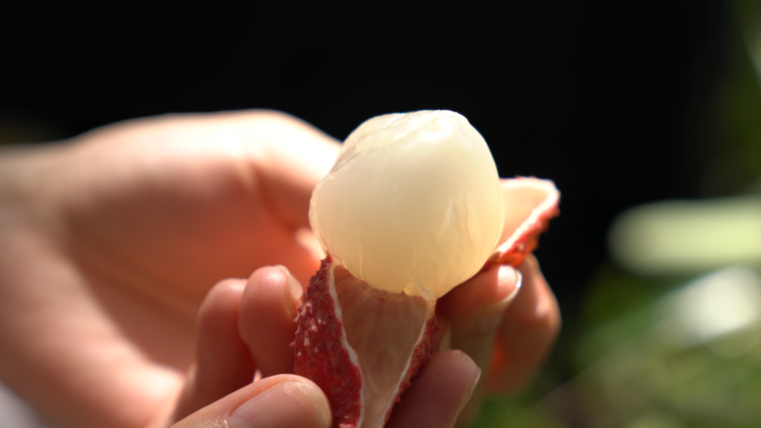 南方农村报 王富迪 拍摄