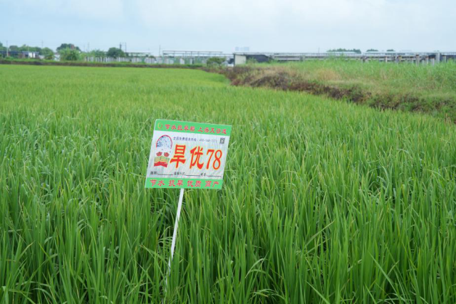 节水抗旱稻具有高产优质、节水、抗旱和易种等特性。