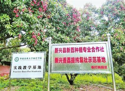關鍵技術的攻關與應用，為新興香荔產業(yè)發(fā)展提供了有力支撐,。