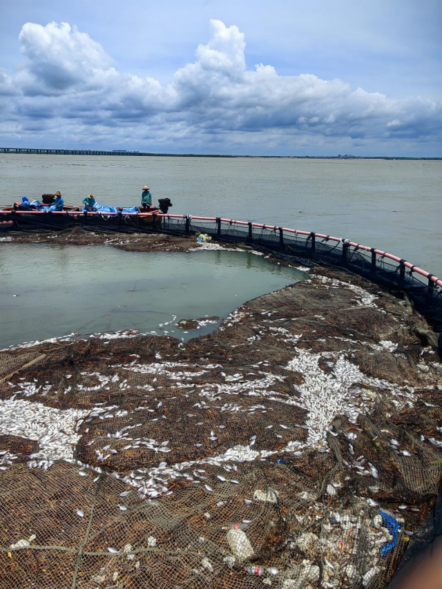 大量水浮莲涌入网箱，造成金鲳鱼缺氧死亡。