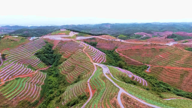 采购商们看过来！广西老表喊你来百色田阳摘芒果啦