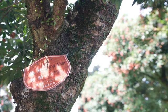 南方农村报 王富迪 拍摄