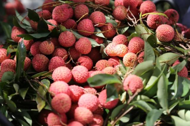 鸳鸯映古郡,桂香赴佳期!德庆荔枝产销盛会将启幕