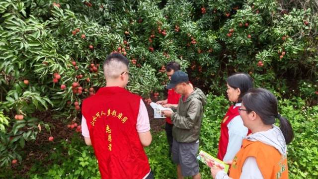 农技护航，荔枝更甜