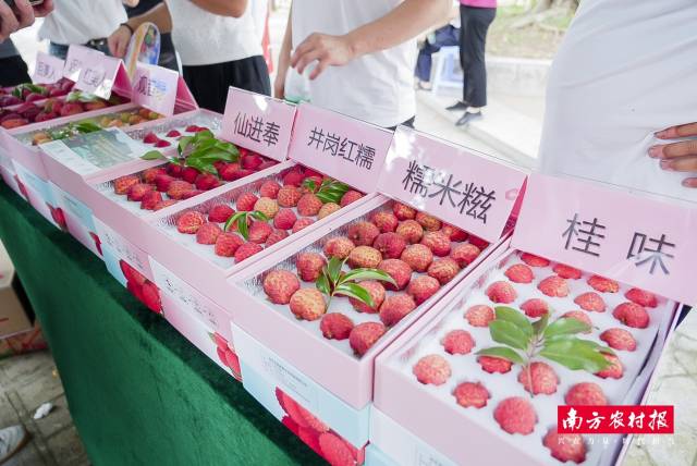 雷嶺主要荔枝品種,。  