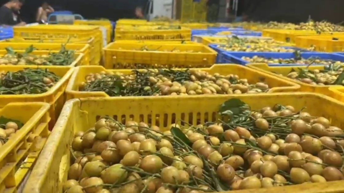 分揀后準備裝車的上市收益黃皮。 分拣后准备装车的大量黄皮。