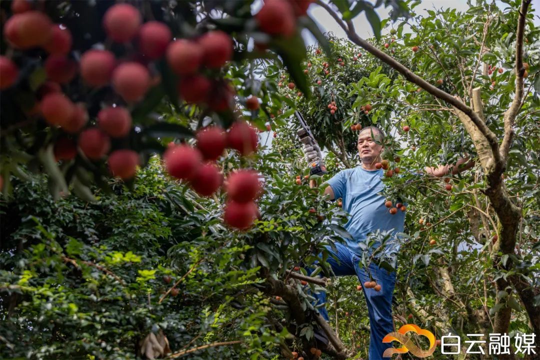 到底有多甜?白云超百亩百岁荔枝林成熟_南方plus_南方+