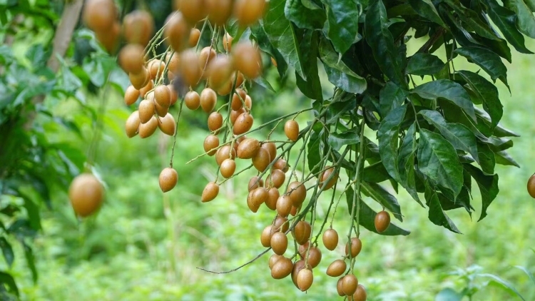 高州黃皮大量上市,，果農(nóng)：收益一年比一年好