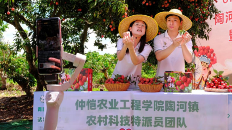 仲愷科技特派員直播助農(nóng),，汕尾陶河荔枝俏銷云端