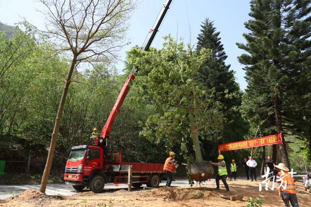 英德開(kāi)展干線公路綠化品質(zhì)提升精品線路暨“家家戶戶三棵樹(shù)”（開(kāi)花的樹(shù),、結(jié)果的樹(shù),、搖錢的樹(shù)）行動(dòng)。鐘履雙 攝