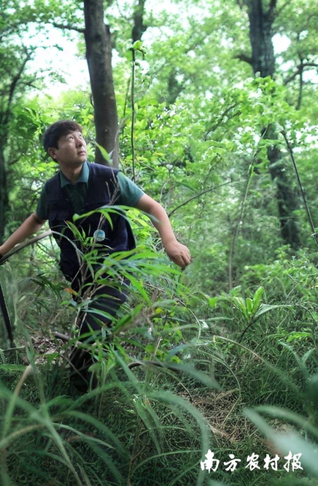拉窮在龍眼洞林場(chǎng)巡查。