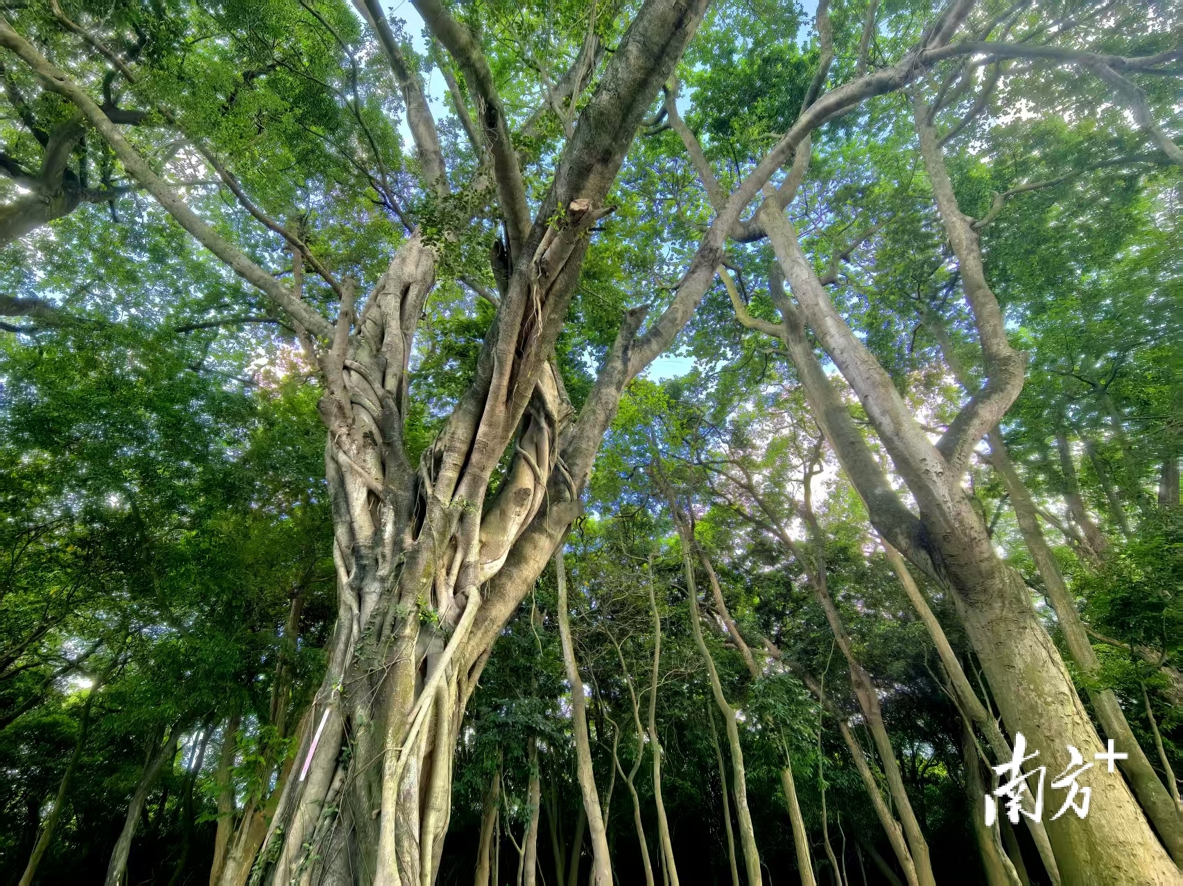 榴花坪村民小组后山的树林。  