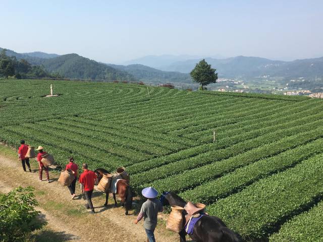 在樹賢綠色農(nóng)莊騎馬游園,。