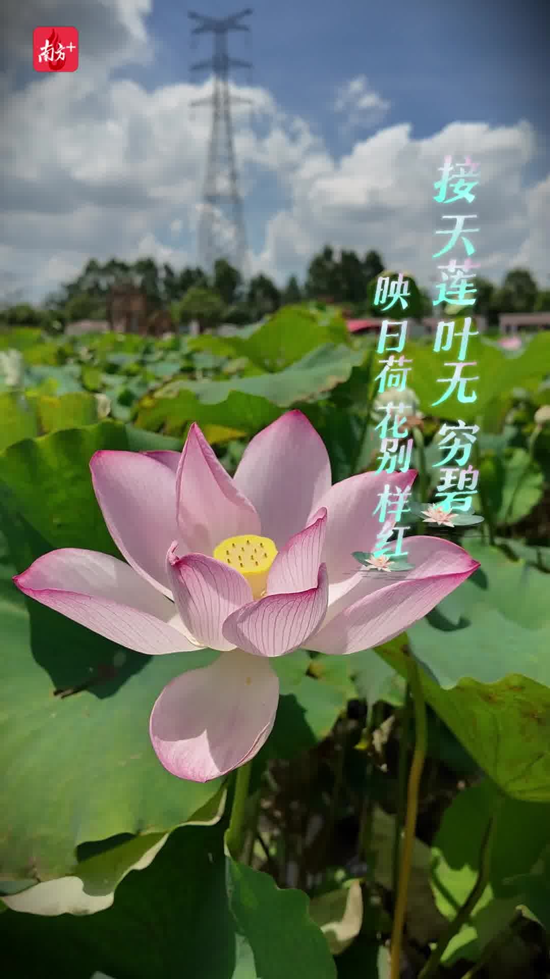 视频 | 荒地变良滩,茂南百亩莲花绽放引客来_南方+_南方plus