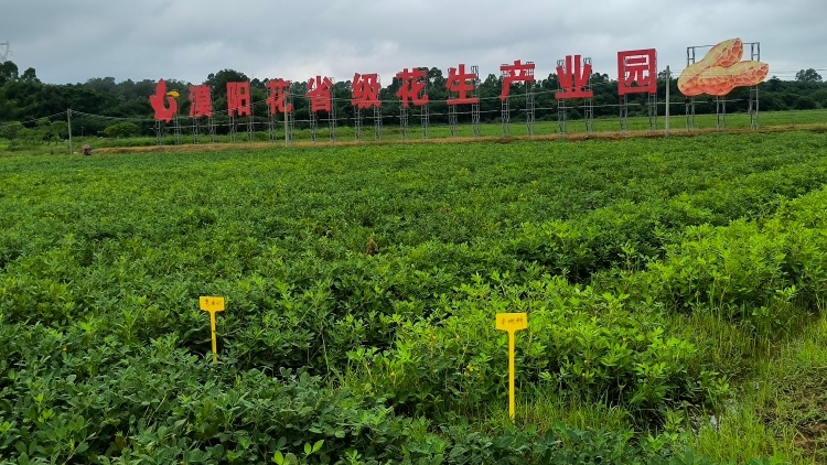 漠陽花13個自主培育花生新品種亮相,，助力國家糧食安全戰(zhàn)略