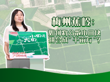 梅州蕉岭：如何将分散小田块拼合成“千亩方”？