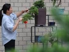 废砖枯木变美景！竹洞村村居庭院美化焕新颜