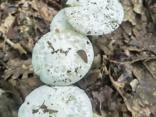 河源一家四口蘑菇中毒危及生命，专家提醒警惕“假愈期”